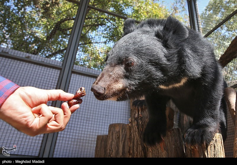 ناپدید شدن یک توله خرس، پارک پردیسان را به تعطیلی کشاند