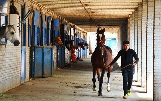 انتصاب جنجالی توسط حسین طلا؛ سرپرست «قتلگاه اسب»، سرپرست کل مجموعههای سوارکاری کشور شد