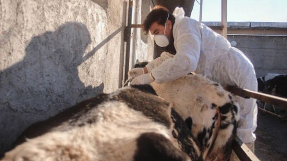 سازمان دامپزشکی کشور: یک فرد مبتلا به تب خونریزیدهنده کریمه کنگو در ایران جان باخت