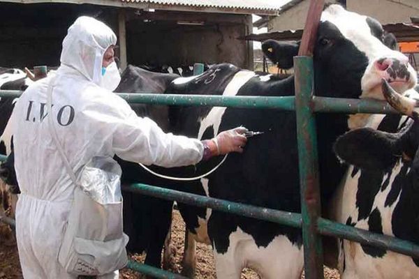 سيؤدي إلى ارتفاع جديد بأسعار اللحوم.. تفشي مرض "الحمى القلاعية" بين الماشية في إيران