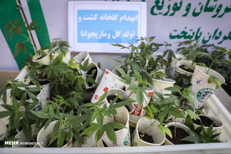 كانابیس «ارزان‌ترین و اولین» ماده مخدر مصرفی دانش‌آموزان و دانشجویان ایران