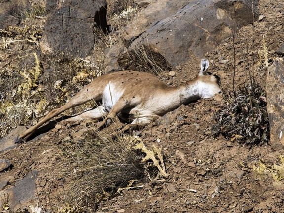 سازمان حفاظت محیط زیست: طاعون نشخوارکنندگان کوچک در هشت استان شناسایی شده است