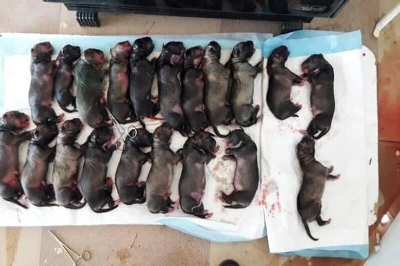 سگی در مریوان با سزارین ۲۰ توله زایید