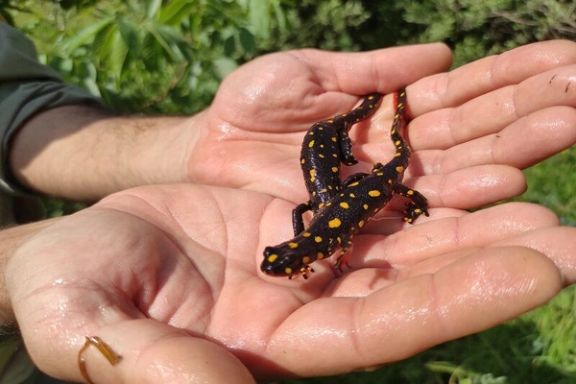 مقام سازمان حفاظت محیط زیست: خرید و فروش لاکپشت، مار و سمندر جرم است