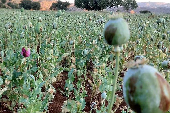 Opium for survival: Inside a shift in Iran’s Zagros villages