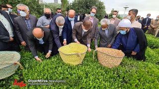 Smell Of Iran’s Tea Graft Wafts Wide And Deep