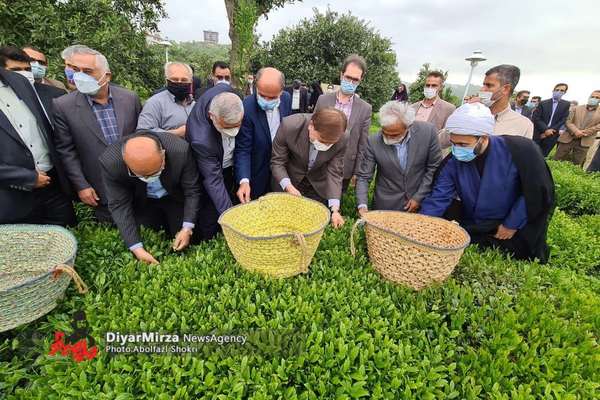 Smell Of Iran’s Tea Graft Wafts Wide And Deep