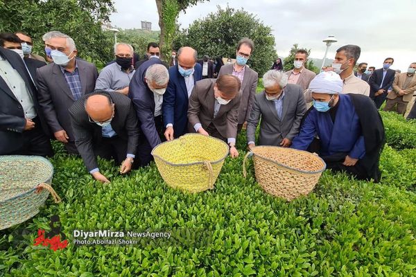 Smell Of Iran’s Tea Graft Wafts Wide And Deep