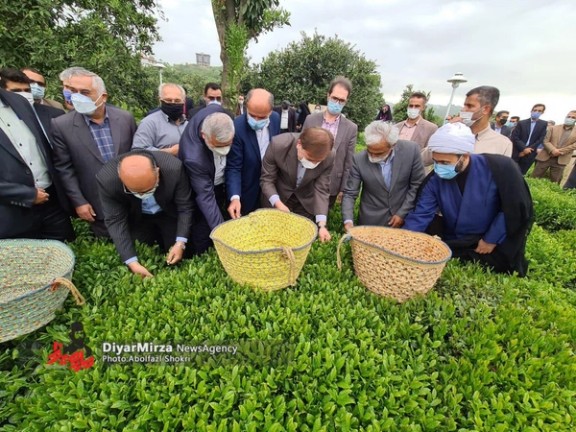 A group of Iranian officials during a visit from a tea field in the northern province of Gilan