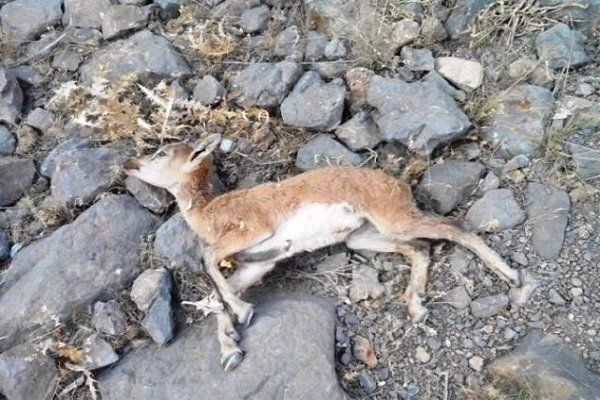 تلفات طاعون نشخوارکنندگان کوچک در پارک ملی سالوک خراسان شمالی به ۶۵ راس رسید
