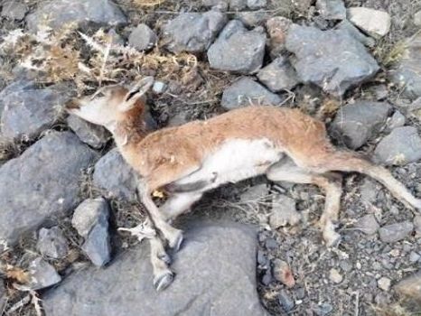 تلفات طاعون نشخوارکنندگان کوچک در پارک ملی سالوک خراسان شمالی به ۶۵ راس رسید