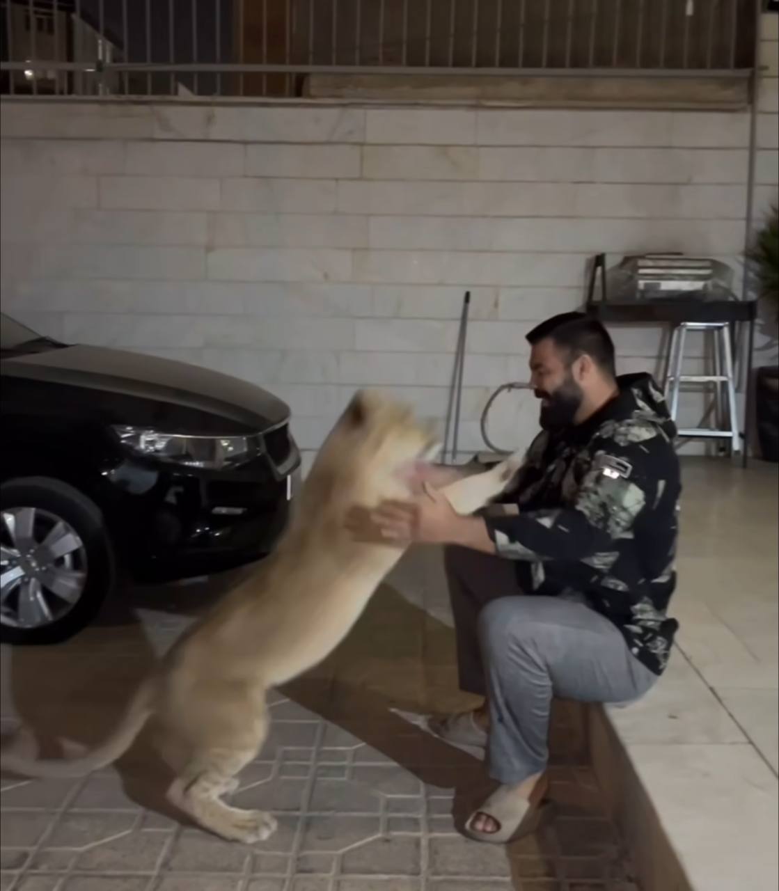 برای امیر علی‌اکبری، ورزشکار ام‌ام‌ای، به دلیل نگهداری توله شیر پرونده قضایی تشکیل شد