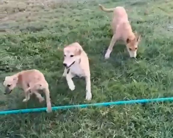 سگهای ولگرد، مهمان ثابت تمرینات استقلال خوزستان در اهواز!