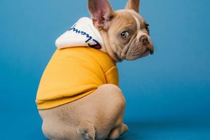 ادامه برخوردهای قضایی؛ با سگها در معابر قم برخورد خواهد شد