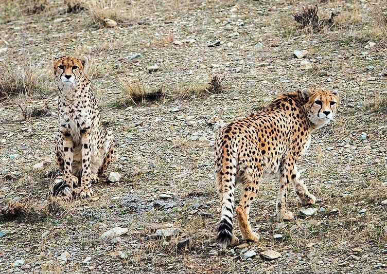 Urgent Measures Needed For Conservation Of Iranian Cheetahs