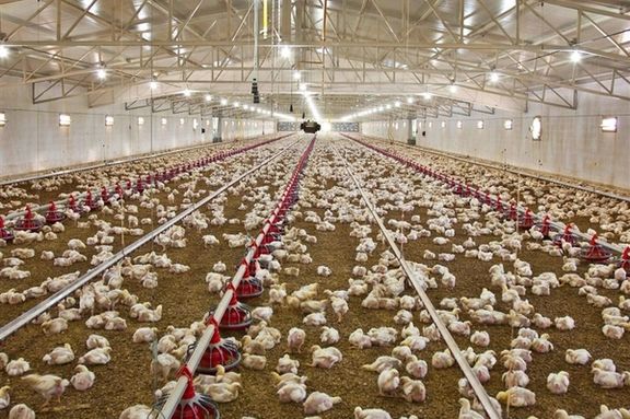 رییس سازمان دامپزشکی: صادرات مرغ به عراق پس از ۶ سال از سر گرفته شد