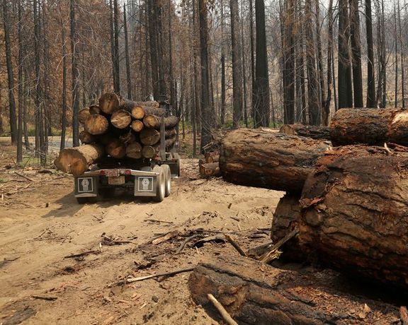 بیش از صد رهبر جهان متعهد شدند تا سال ۲۰۳۰ به جنگلزدایی و تخریب زمین پایان دهند
