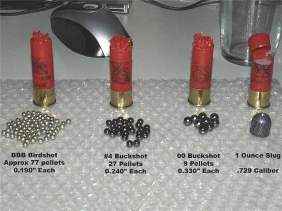 Different shotgun shells show the difference between small 'birdshot' pellets and larger projectiles