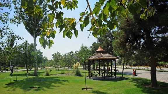 عضو شورای شهر تهران: دو هزار درخت برای پروژه عمرانی بسیج جابهجا شده است