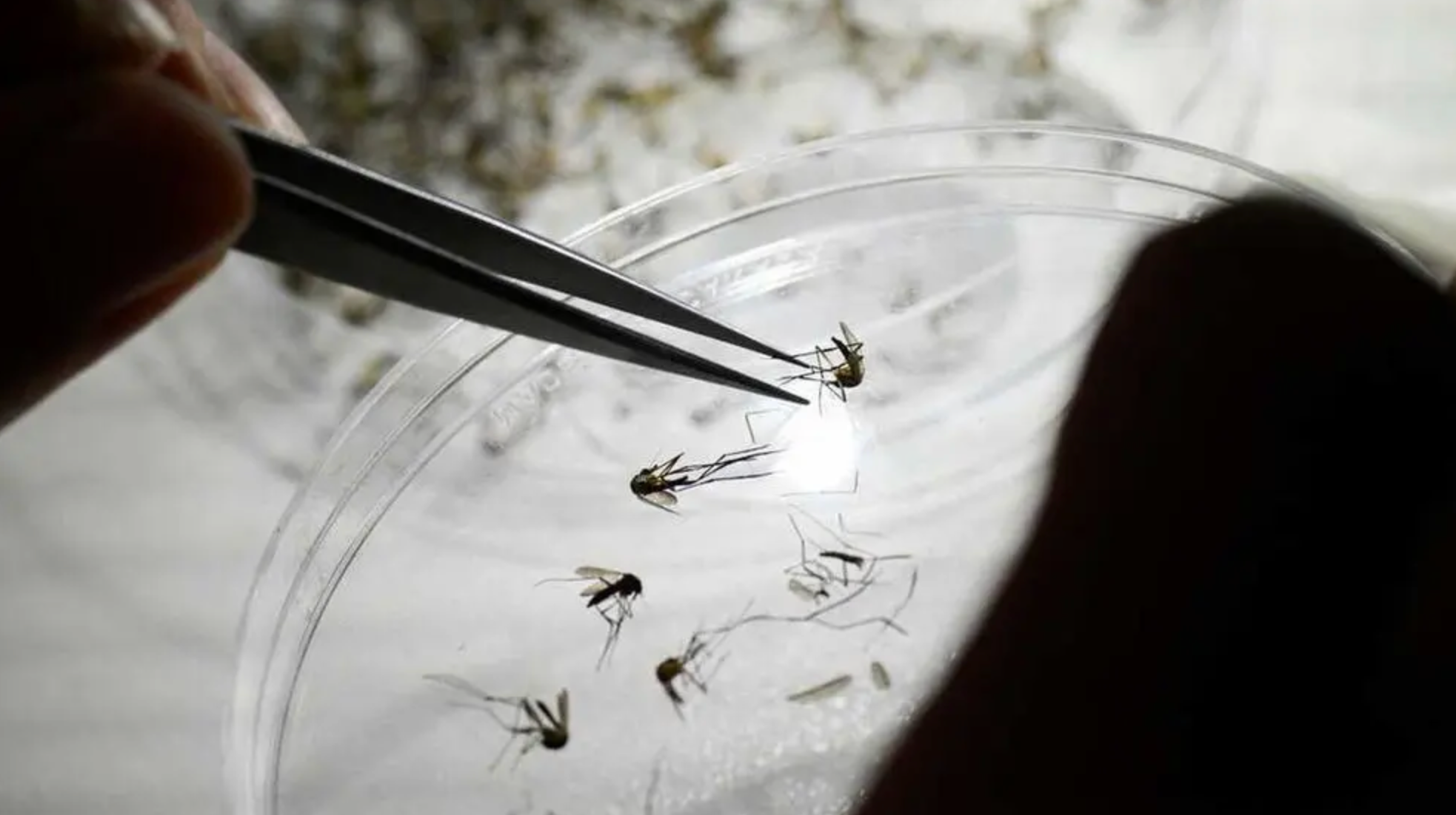 هزار و ۷۳ مورد ابتلا به تب دنگی در ایران شناسایی شده است