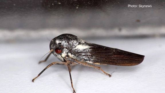 کشف یک گونه جدید حشره با بدن حفرهدار و اندام تناسلی شبیه برگ