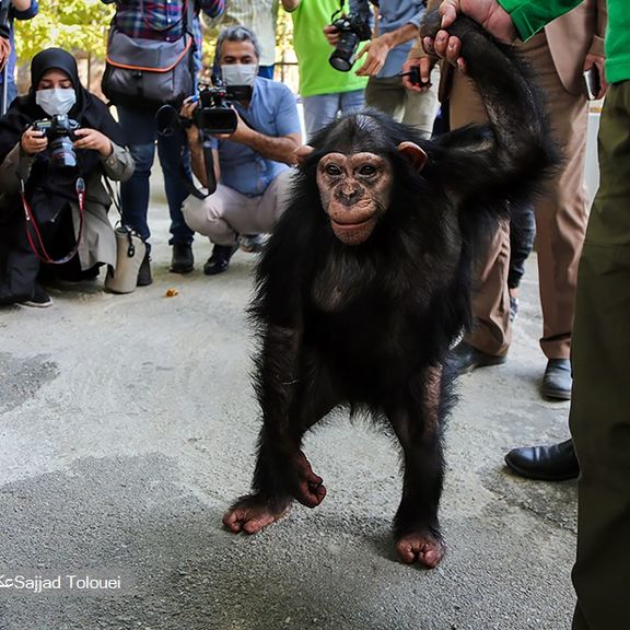 دامپزشک سرپرست باران: مسئول کشته شدن باران به دست شامپانزههای دیگر یتیمخانه کنیا است