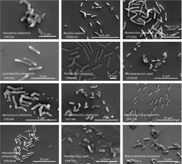گونه های جدید یافت شده از اتاق تمیز مونتاژ مریخ‌نورد فونیکس تحت میکروسکوپ الکترونی روبشی 