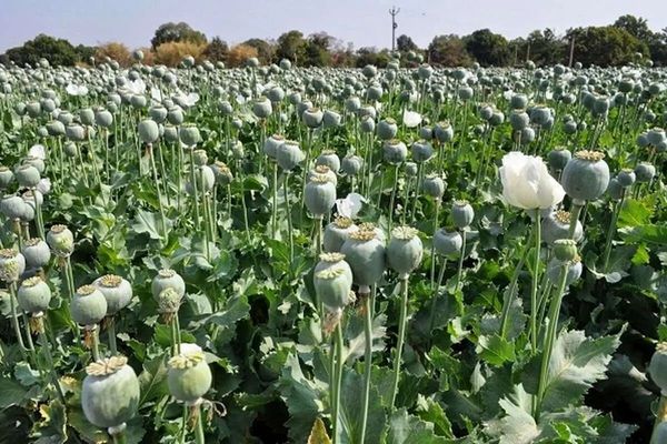 عضو کمیسیون بهداشت مجلس: مردم در استانی که قبلا برنج میکاشتند، امروز خشخاش میکارند