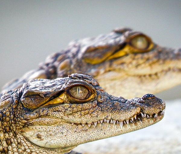 المئات يهجرون بلوشستان إيران بسبب فيضانات "غير مسبوقة" وتماسيح في الشوارع