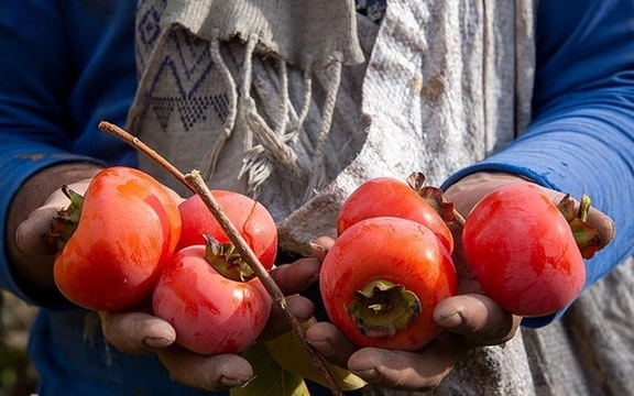 دانشگاه امام صادق اعلام کرد برای حمایت از «جبهه مقاومت» خرمالو میچیند