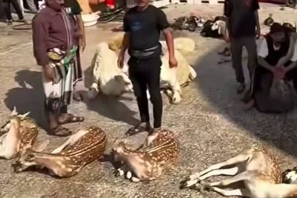 ادارهکل محیط زیست خوزستان: گوزن زردی که زائران اربعین کشتند ایرانی نبود