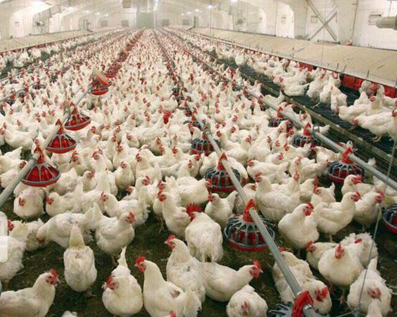 Iraq Bans Import Of Poultry, Eggs From Iran To Protect Its Producers