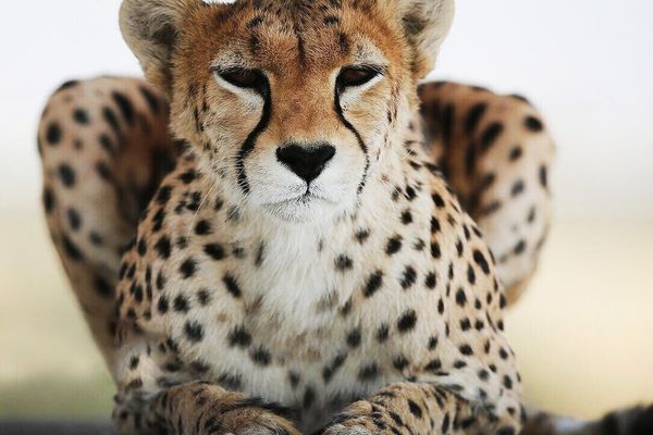 Only 17 Asiatic cheetahs remain in Iran, environmental chief warns