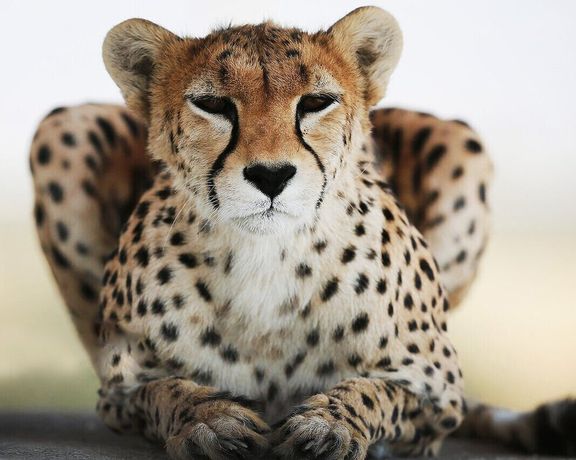 Only 17 Asiatic cheetahs remain in Iran, environmental chief warns