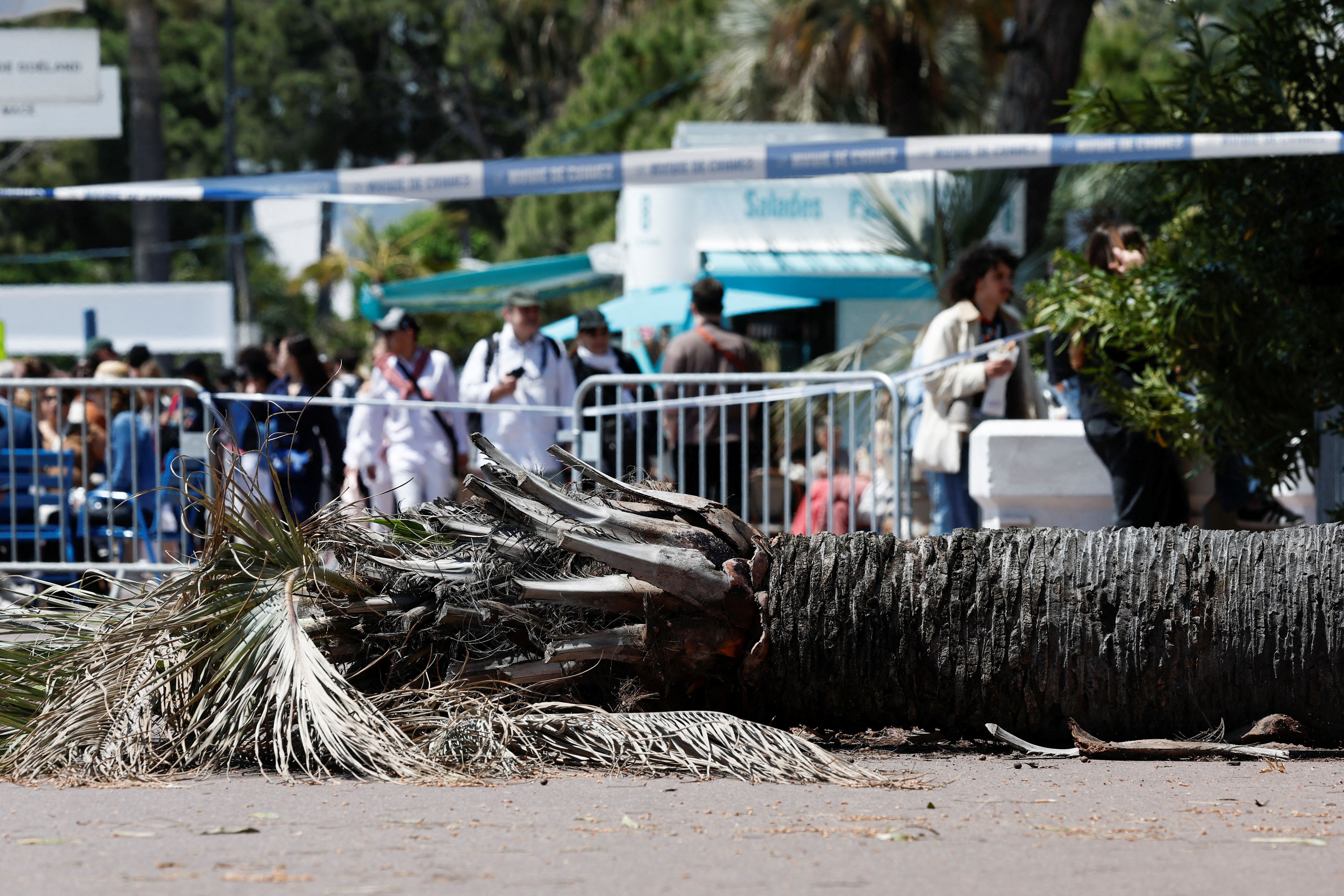 یکی از شرکت‌کنندگان ژاپنی جشنواره کن بر اثر سقوط نخل مجروح شد