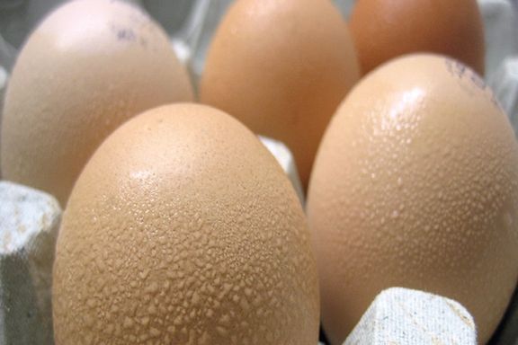 مسؤول إيراني: نستورد البيض المخصب من تركيا