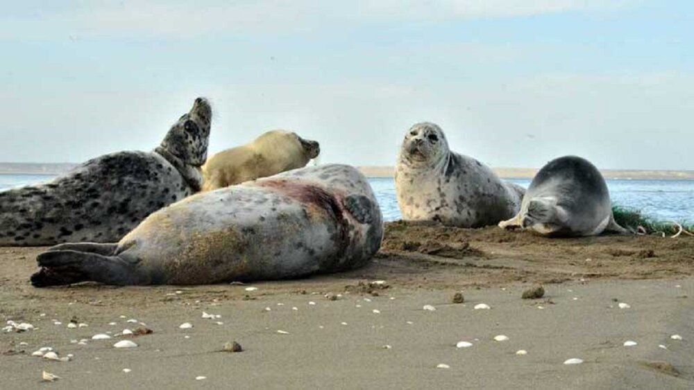 محیط زیست از مرگ ۱۷ فوک مهاجر خزری در مازندران از ابتدای سال خبر داد