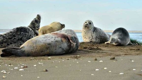 محیط زیست از مرگ ۱۷ فوک مهاجر خزری در مازندران از ابتدای سال خبر داد