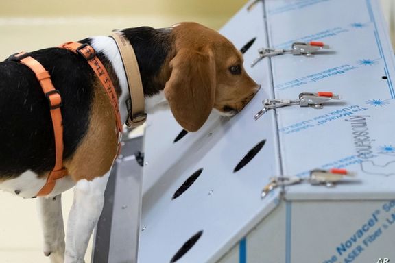 نتیجه یک پژوهش: سگها قادرند بیش از ۹۰ درصد موارد ابتلا به کرونا را شناسایی کنند