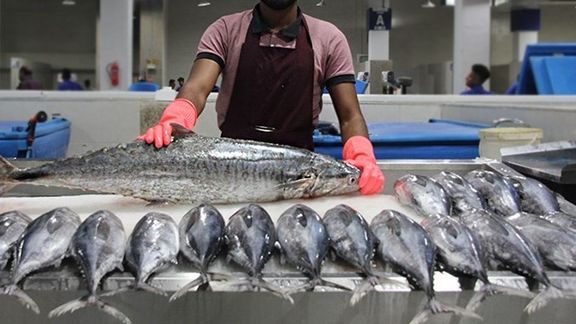 اتحادیه ماهیان سردآبی: احتمالا در مهر و آبان شاهد انفجار قیمت ماهی باشیم