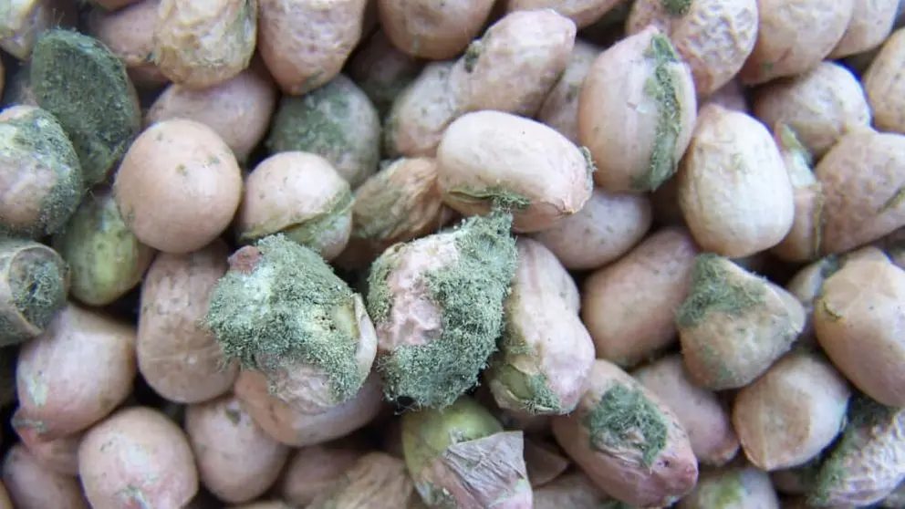 Fungal toxins mar Iranian pistachio exports as EU rejections mount