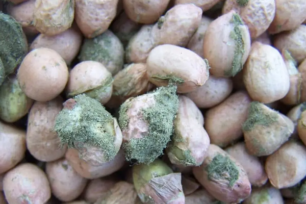 Fungal toxins mar Iranian pistachio exports as EU rejections mount
