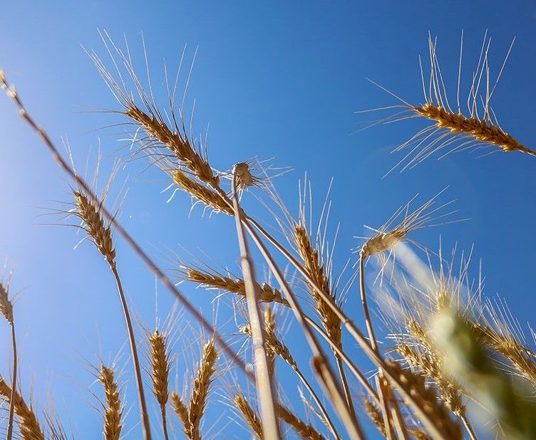Russian Lead-Tainted Wheat Gets License For Consumption In Iran