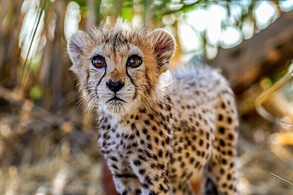 پیروز، توله‌یوز ایرانی جان باخت؛ اعتراض به بی‌کفایتی جمهوری اسلامی در حفاظت از محیط زیست
