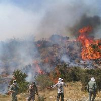Wind and dry vegetation fuel forest fires in Iran’s Hyrcanian woodlands