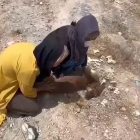 گروهی از فعالان حقوق حیوانات در منطقه گندک تهران از کشتار دستهجمعی سگها خبر دادند