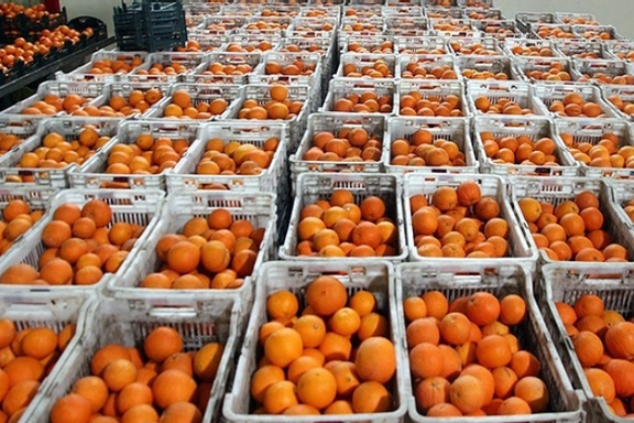 رییس اتحادیه بارفروشان تهران: ۳۰ هزار تن پرتقال در انبارها در حال خراب شدن است