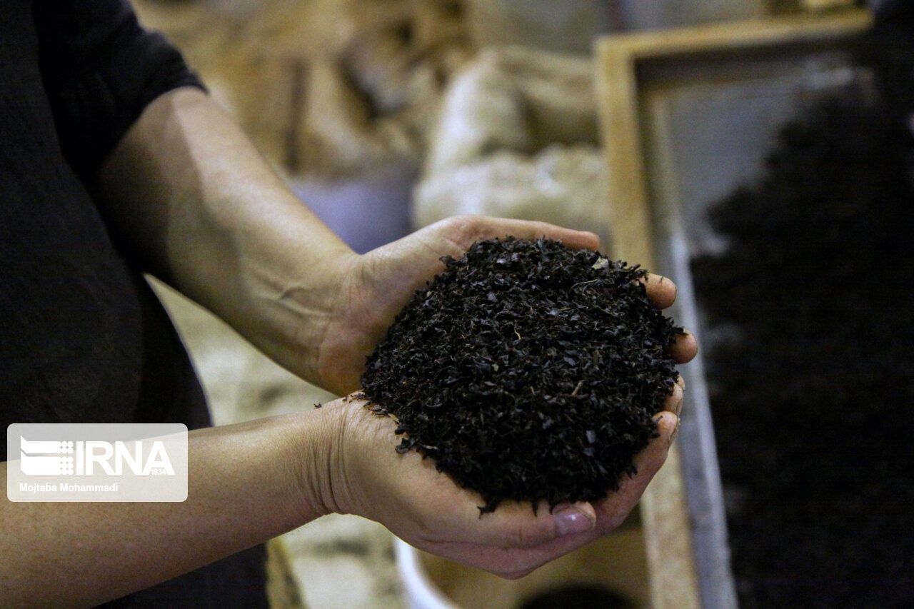 سریلانکا به جای پرداخت بدهی نفتی ۲۵۱ میلیون دلاری، به ایران چای می‌فرستد