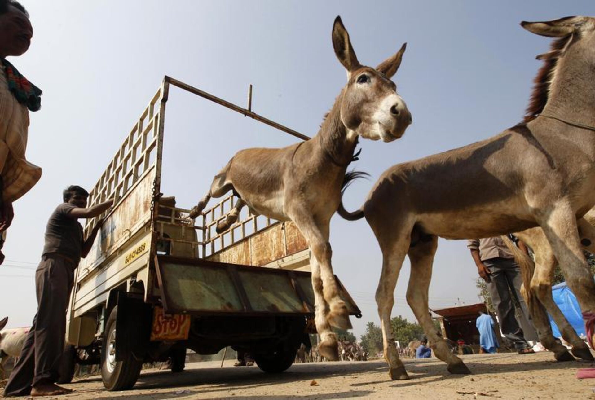 ۸ مه، روز جهانی الاغ؛ زمانی برای قدردانی از حیوان سخت‌کوش
