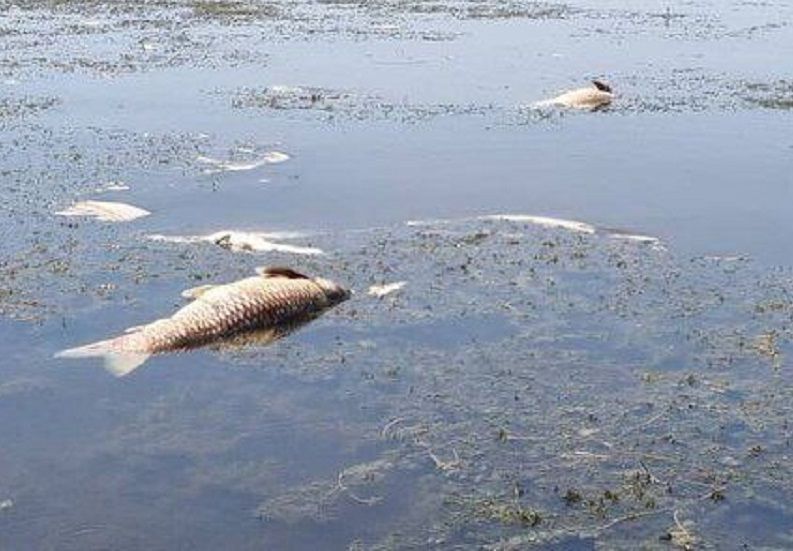 مرگ کم‌سابقه ماهیان در تالاب انزلی؛ محیط زیست: کاهش عمق آب و گرمای هوا دلیل آن است